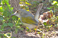 Camaroptera brevicaudata